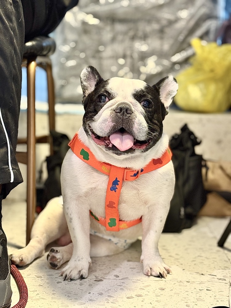 A dog wearing a harness, welcome at Cafe 32nd St